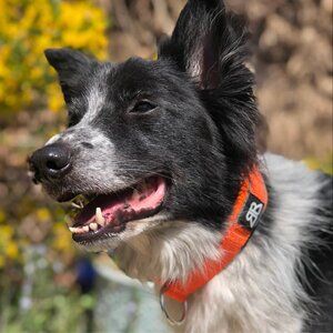 NWT Bully Billows 4cm Slip on Collar | Foam Padded - Orange XSmall OBO $35